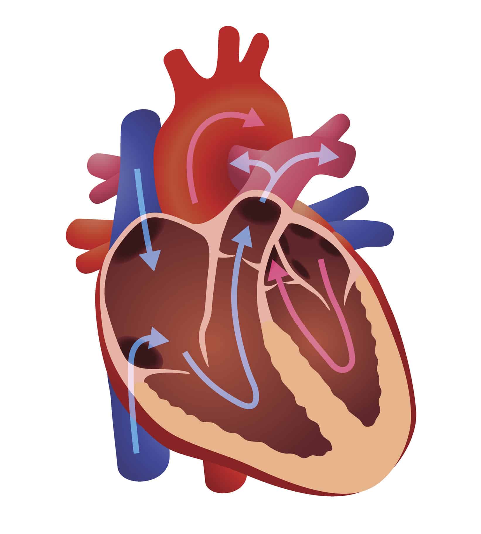 Largest Blood Vessel In The Body