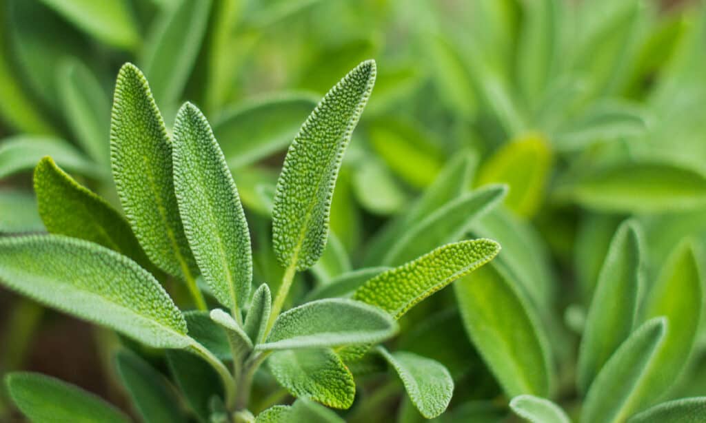 Sage can be used to make tea.