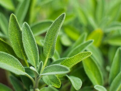 A The 12 Best Perennial Herbs That Come Back Every Year