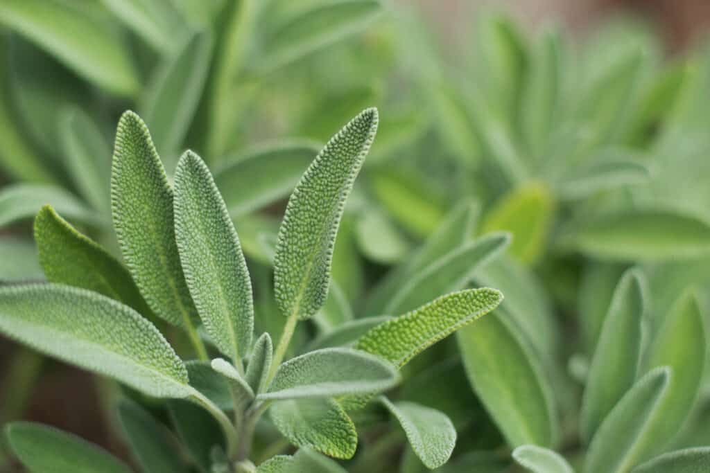 Sage a perennial or annual