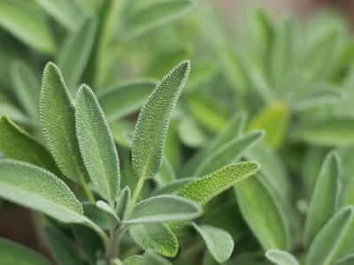 A How to Grow Sage: Your Complete Guide