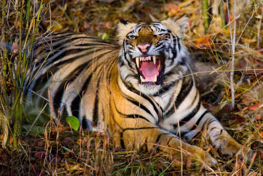 Tigre du Bengale sauvage allongé sur l'herbe et bâille.