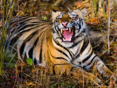 A Someday This Tiger Will Learn How To Ambush. Until Then, Animals Are Safe