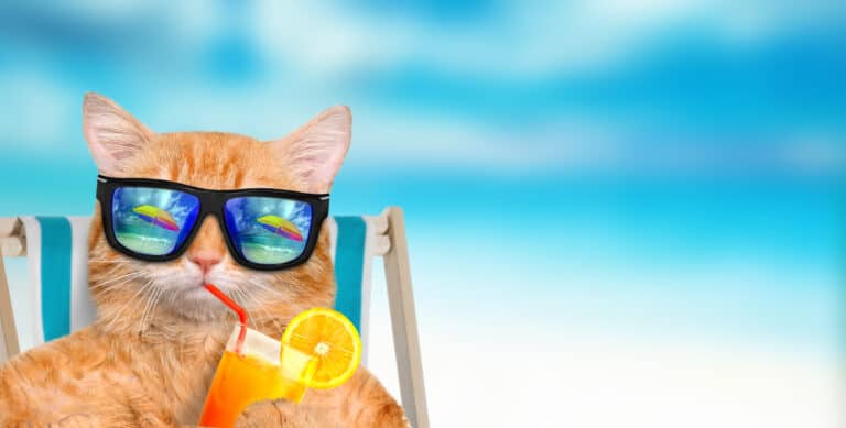 Cat wearing sunglasses relaxing sitting on deckchair.