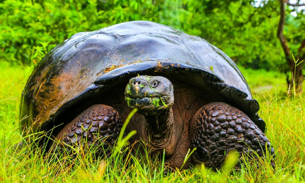 Giant tortoise eating grass