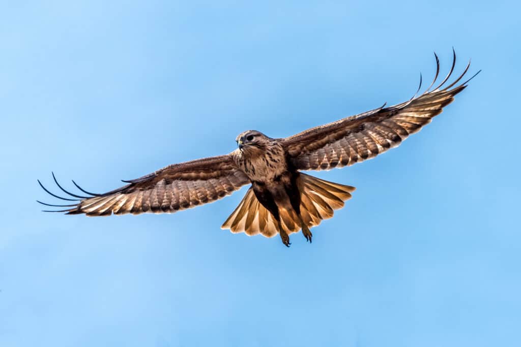 Upland Buzzard in flight.