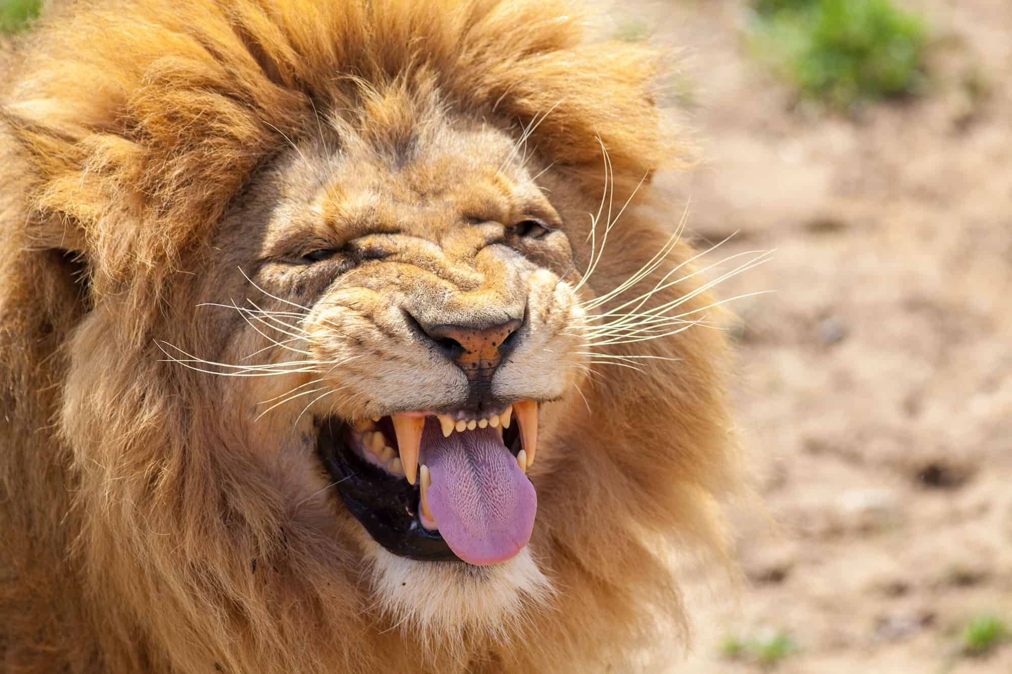 лев улыбается фото