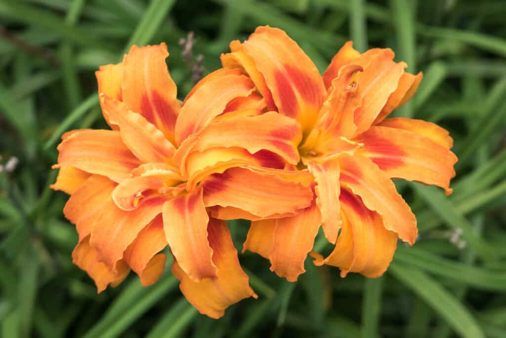 Orange daylilies (Hemerocallis)