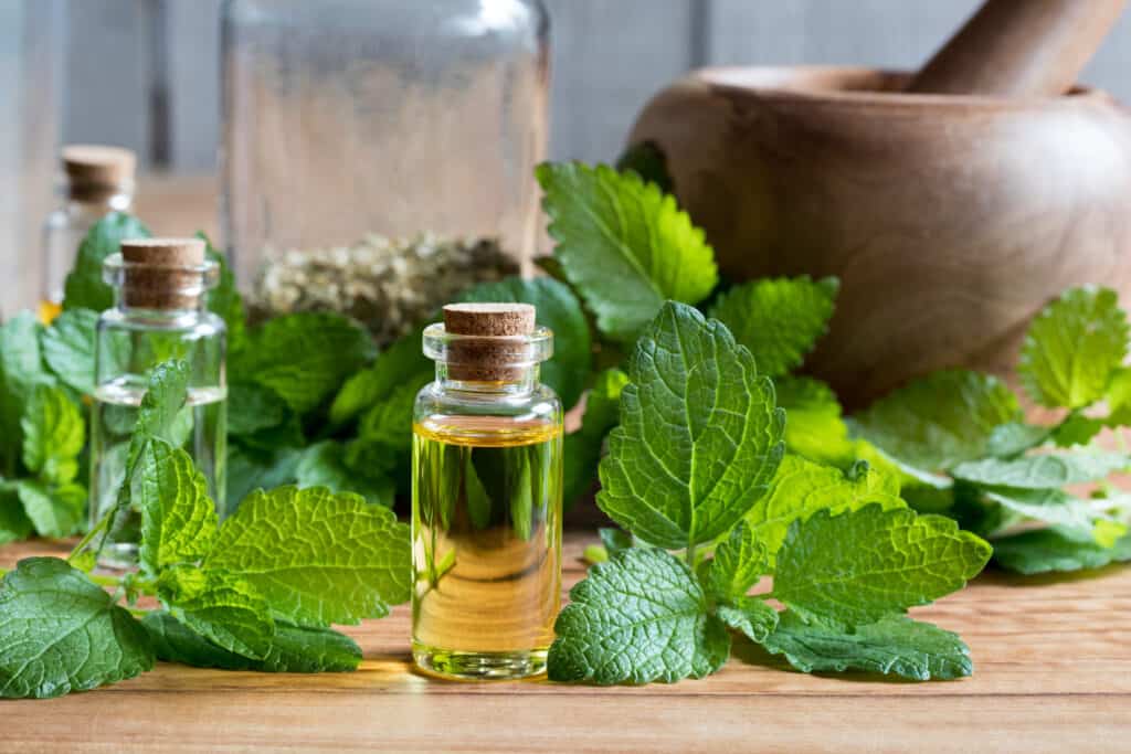 lemon balm gets rid of ants 