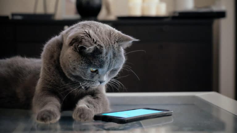 cat looking at cell phone