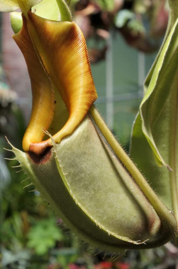 Nepenthes Rajah Pitcher plante attrape-mouche carnivore