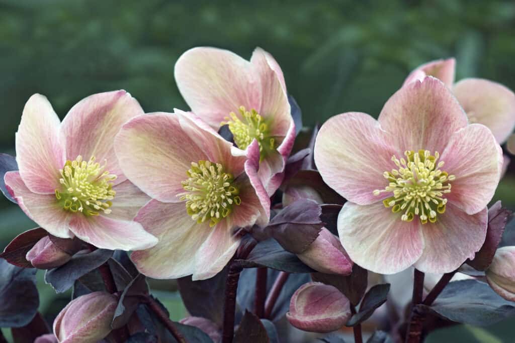 Lenten rose flower