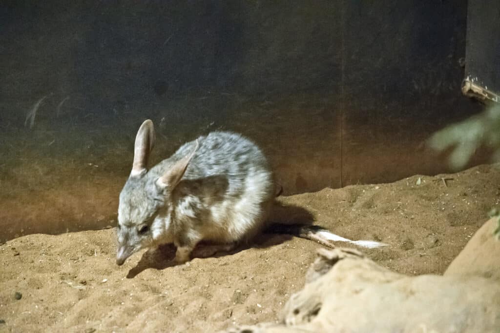 Small bilby on sandy dirt.