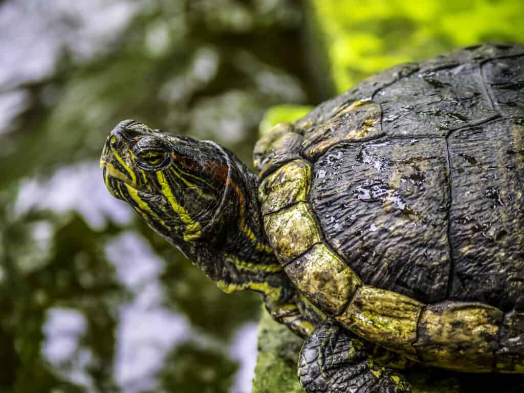 Eastern Musk Turtle (Sternotherus odoratus)