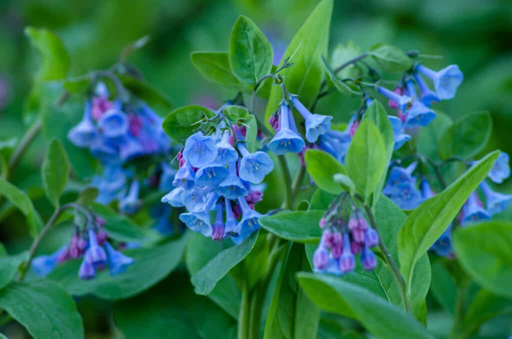 Wild Virginia Bluebells growing in the forest.