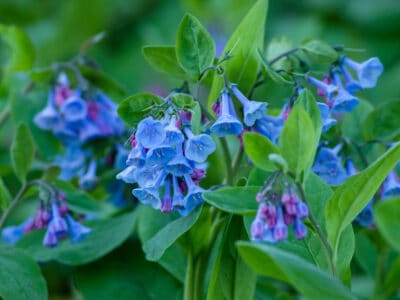 A 7 Blue Perennial Flowers