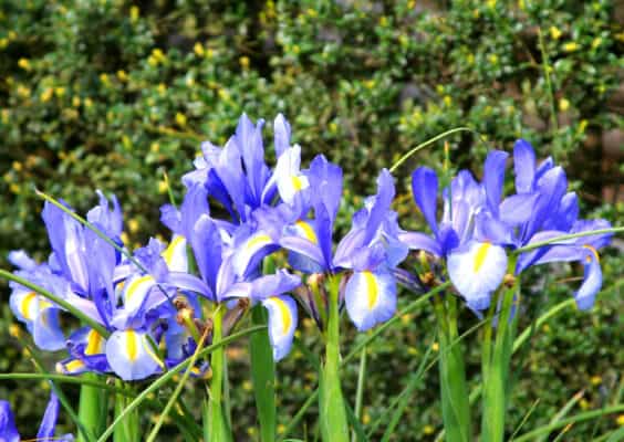 7 Blue Perennial Flowers - A-Z Animals