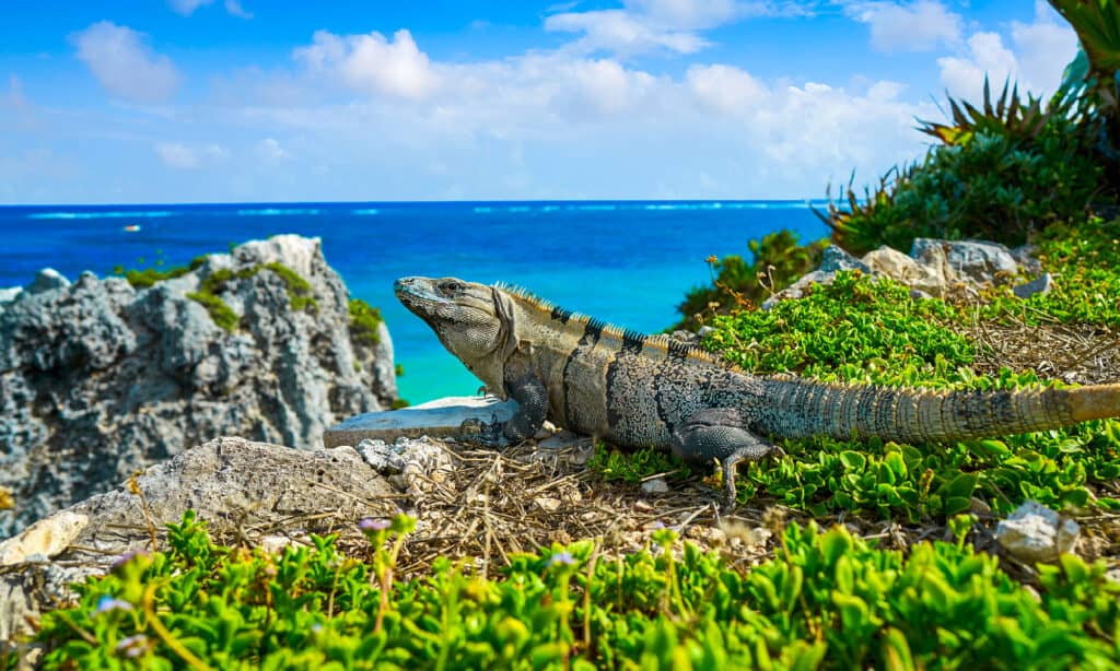 An iguana on an island. 