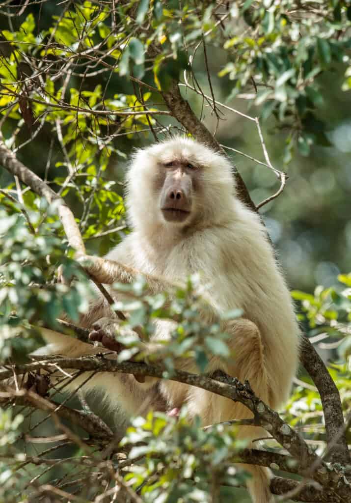 An olive baboon suffering from leucism sitting in a tree