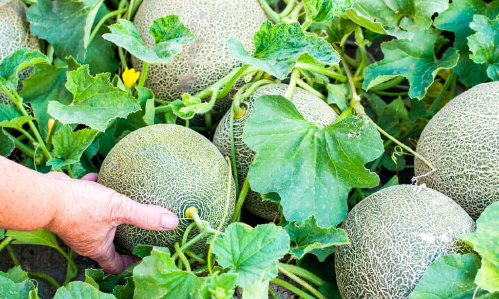 Melon, Cantaloupe, Agricultural Field, Crop - Plant, Vegetable Garden