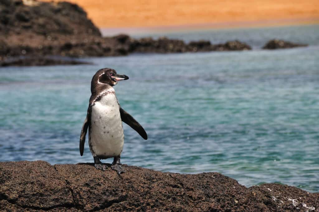 Galapagos penguin