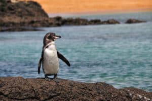 10 Incredible Galapagos Penguin Facts Picture