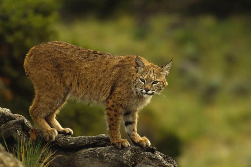 The Canadian Lynx is medium sized cat (family Felidae) that lives in Canada  and the Northern USA (including Alaska). They have long legs and large  broad paws that are covered in fur.