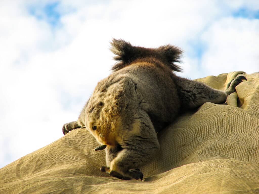 Koala, Fèces, Bouse animale, Australie, Image en couleur