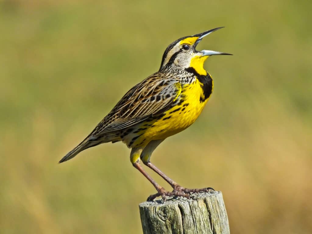 Eastern Meadowlark, Meadowlark, Animal Wildlife, Horizontal, Mouth Open