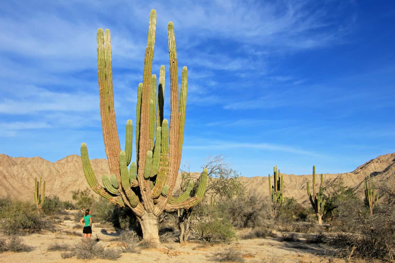 Discover the Largest Cactus In The World - A-Z Animals