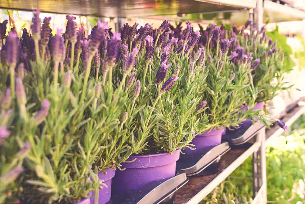 French Lavender vs English Lavender: Is There a Difference? - A-Z Animals