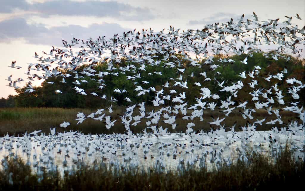 Snow geese taking off at Bombay Hook National Wildlife Refuge