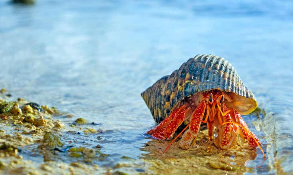 Hermit crab