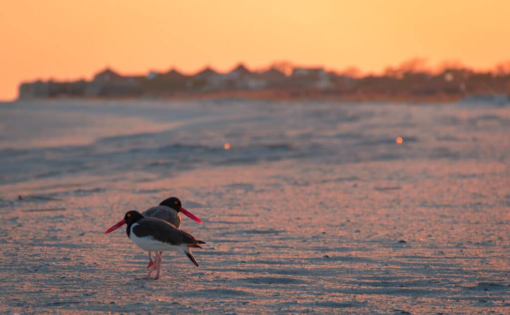 cape may