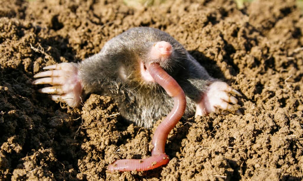 Mole - Animal, Earthworm, Animal, Worm, Eating