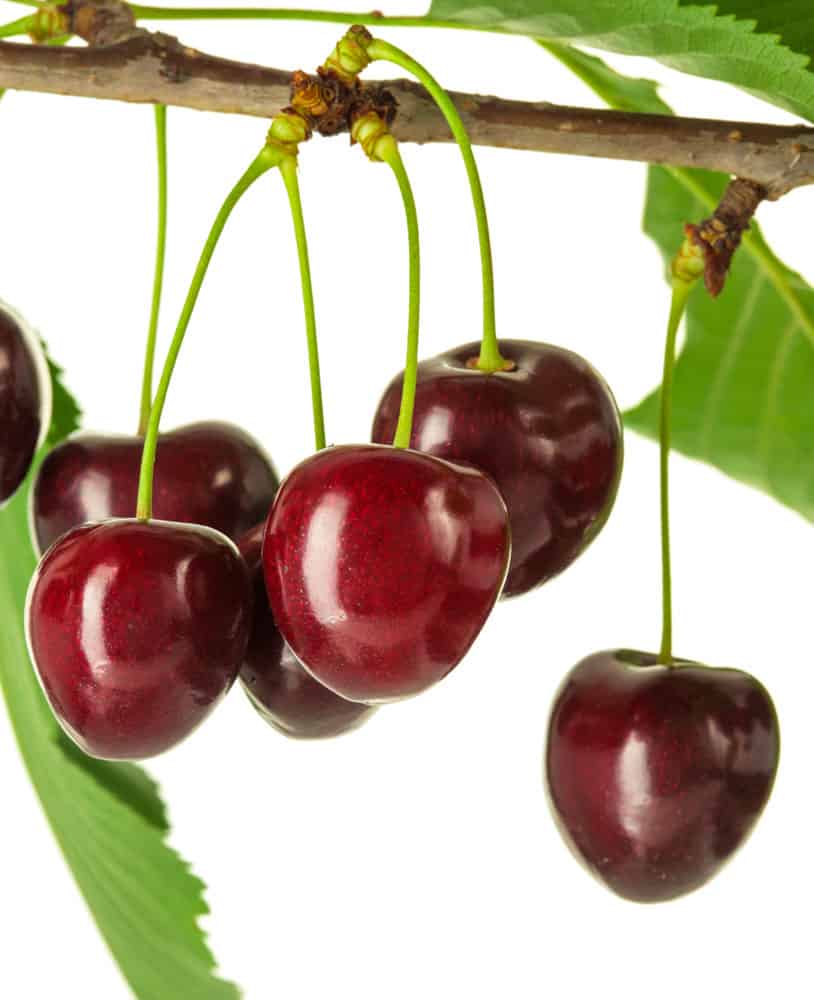 lambert cherries