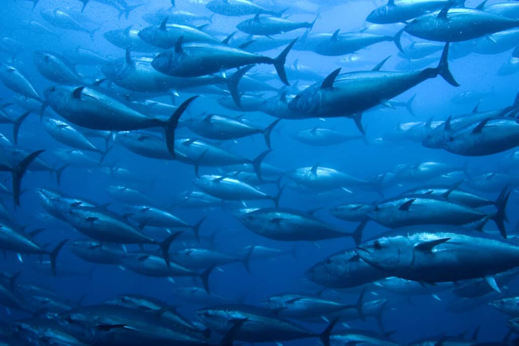 Bluefin Tuna - Incredible Facts, Pictures - A-Z Animals