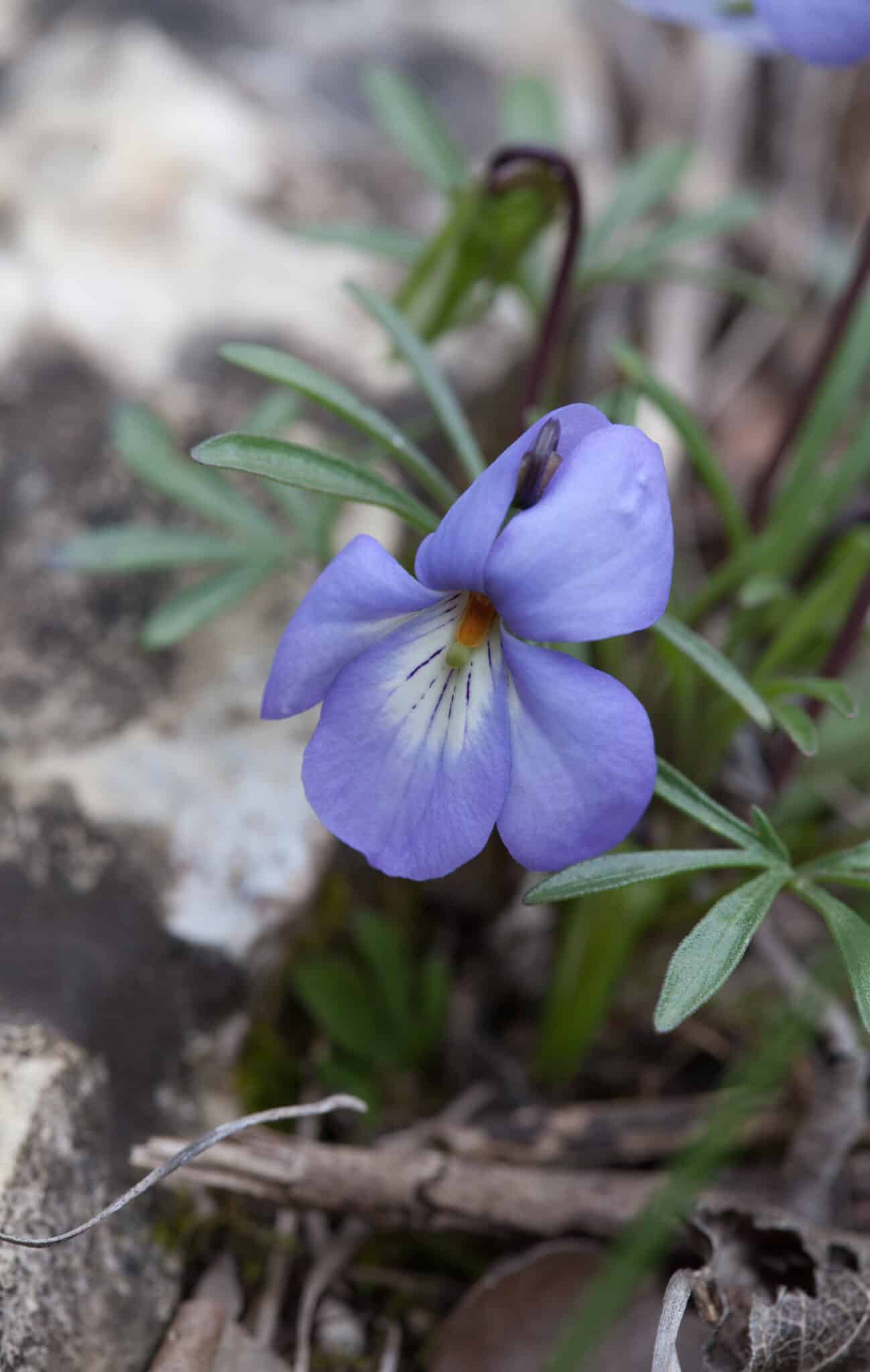 5+ Perennial Flowers Purple 5 Purple Perennial Flowers - A-Z Animals