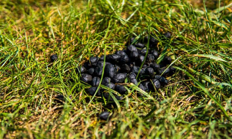 Sheep Poop: Everything You've Ever Wanted to Know - A-Z Animals