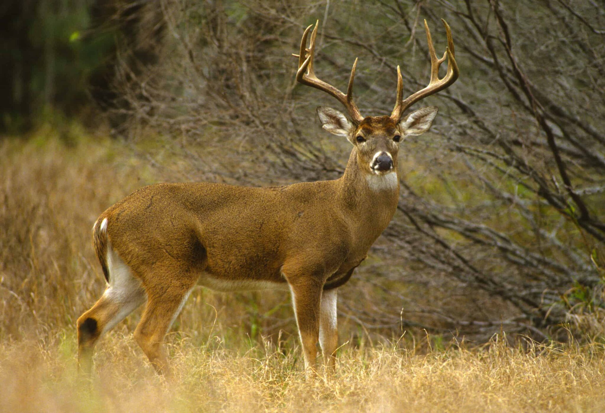 Deer Season In Missouri Everything You Need To Know To Be Prepared