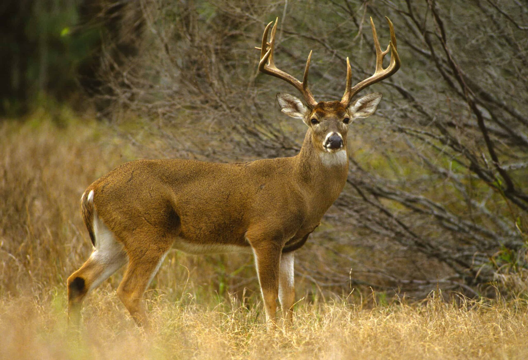 Deer Season In Missouri Everything You Need To Know To Be Prepared A Z Animals