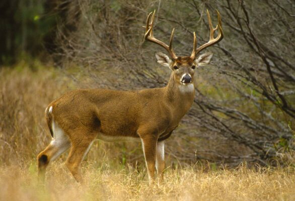 Deer Season In Missouri: Everything You Need To Know To Be Prepared - A ...