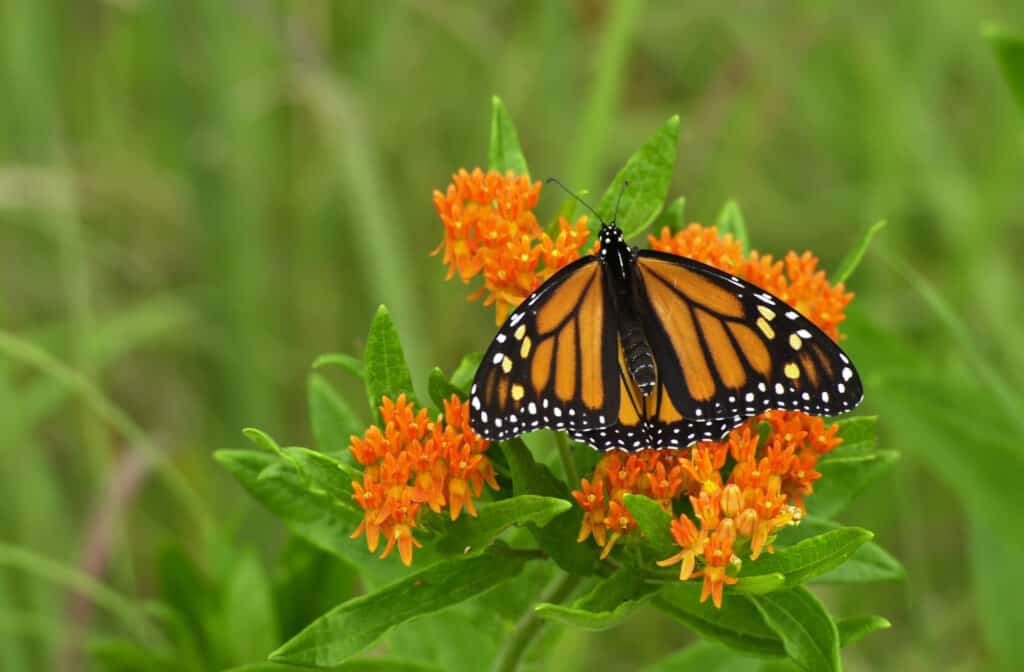 An orange ad black monarch butterfly on orange Butterfly Weed (Asclepias tuberosa) flower against a background of indistinct greenery.