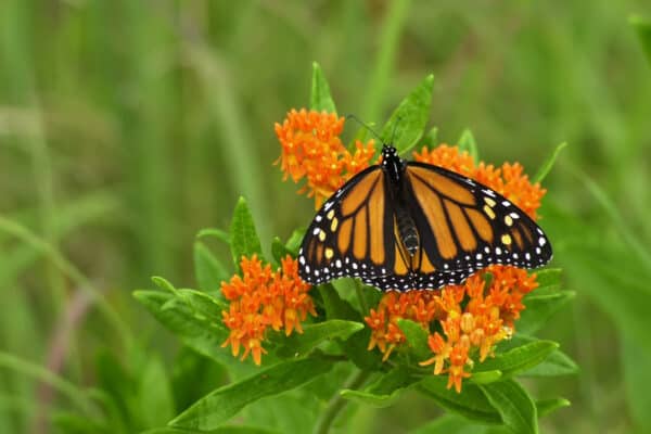 Butterfly weed attracts monarch butterflies, and is a food source for their larvae. 