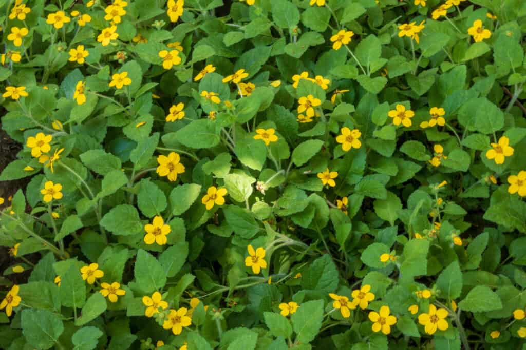 Green and gold or golden star flowers