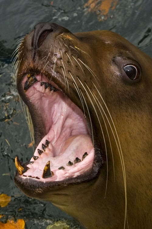 Weddell Seal Teeth