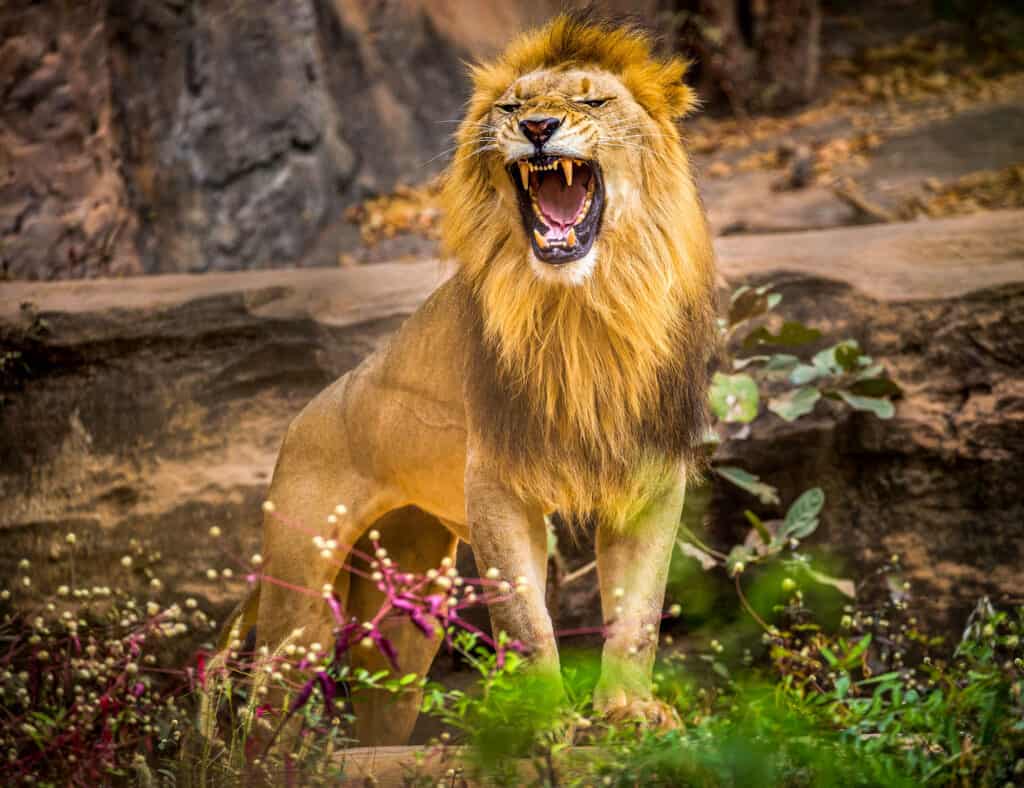 Lion roaring