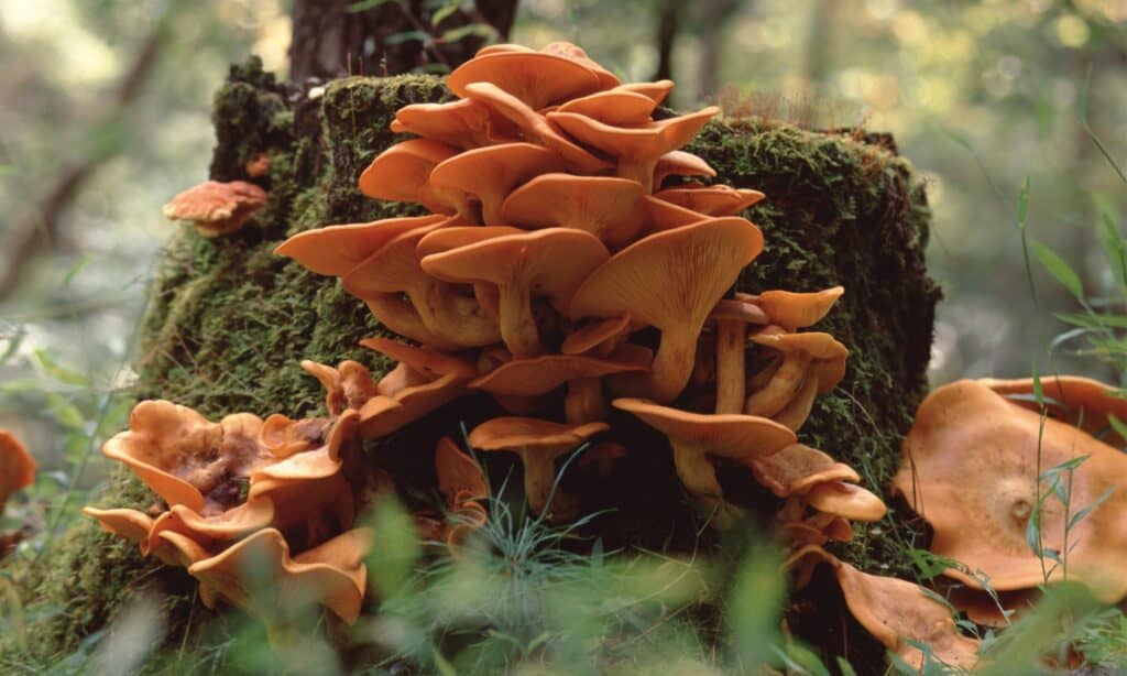 cluster of jack-o'lantern mushrooms