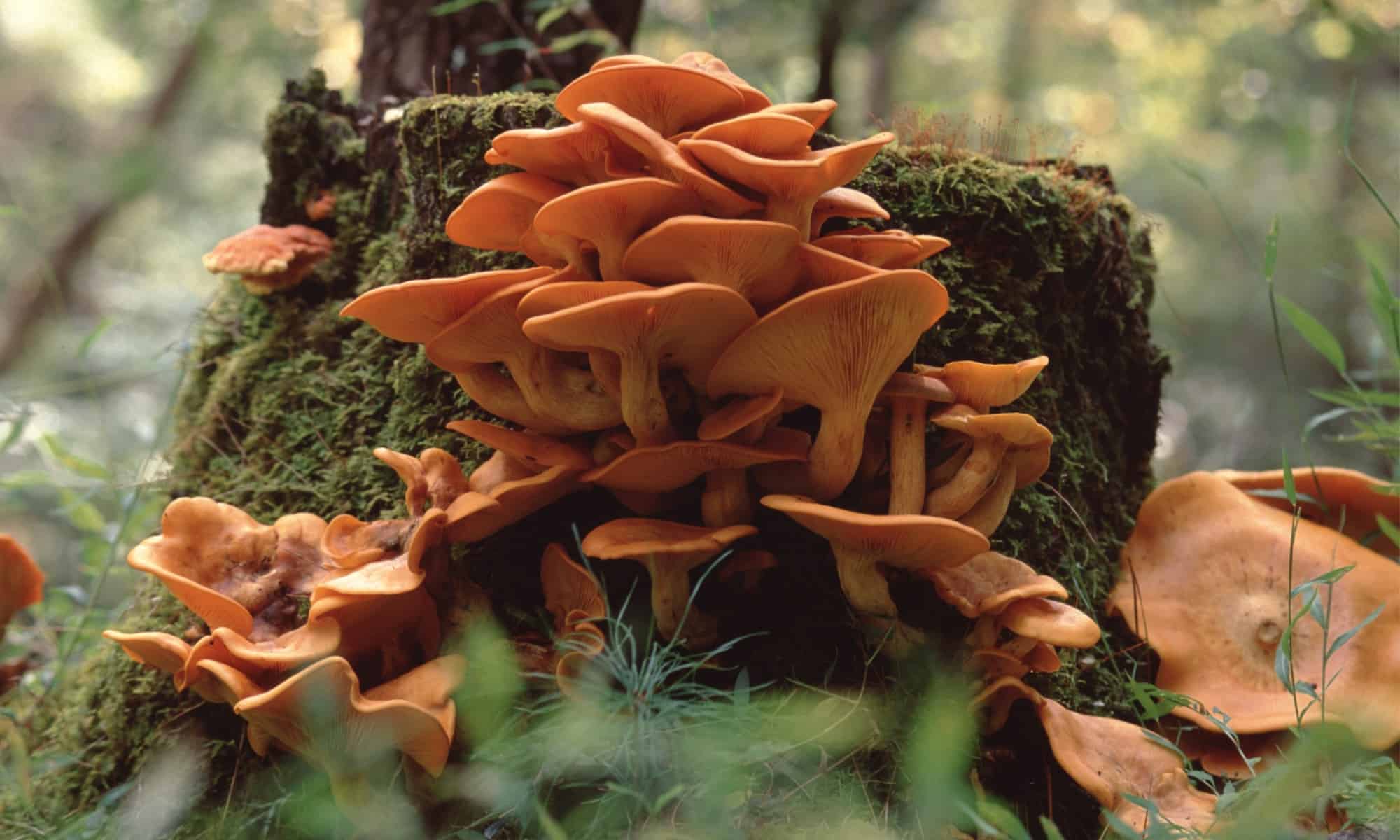 Chanterelles vs. Jacko’lantern Mushrooms AZ Animals