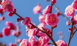 Discover the National Flower of China: The Plum Blossom Picture